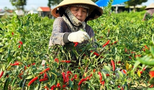 Nông dân miền Trung phấn khởi vì giá ớt cao kỷ lục