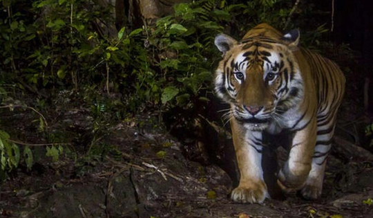 Đang đi làm, người đàn ông 44 tuổi bị hổ dữ vồ tử vong