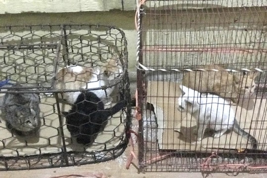 Chuyển đổi sinh kế bền vững từ việc buôn bán, giết mổ chó mèo