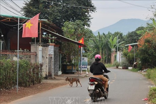Báo động vấn nạn chó thả rông