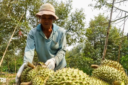 Giá sầu riêng nghịch vụ biến động mạnh, nhà vườn vừa thu tiền vừa thấp thỏm