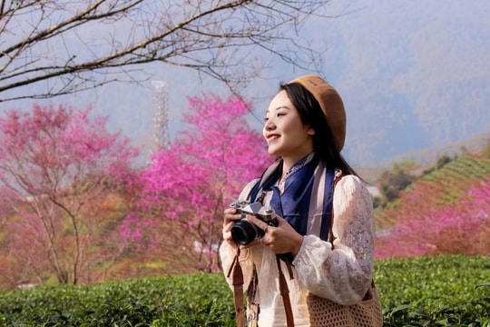 Mùa hoa mai anh đào cuối cùng ở Sa Pa: Khách mua chè ủng hộ để vào chụp ảnh