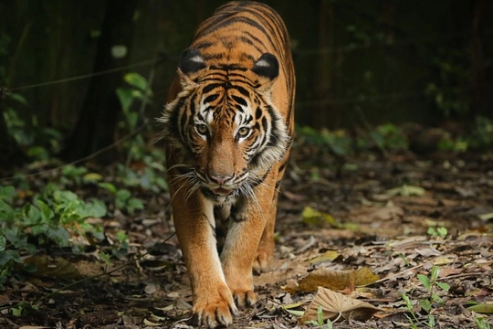 Hổ là biểu tượng của nước Đông Nam Á nào?