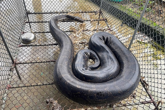 Trăn đất bò vào vườn nhà dân