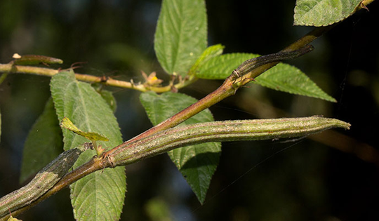 Hai loại rau sạch hiếm khi “ngậm” hóa chất, loại đầu tiên nhà nào cũng có