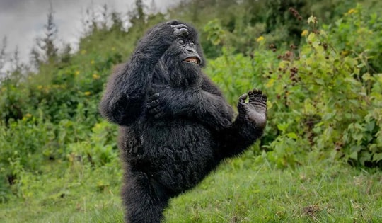 Bức ảnh khỉ đột nô đùa trong rừng gây chú ý