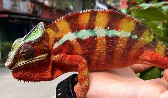 Cô gái 28 tuổi nhập viện sau khi bị "sinh vật lạ" trong nhà tấn công