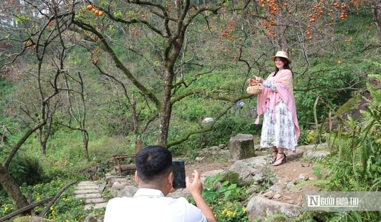 Vườn hồng trăm tuổi giữa xứ Nghệ bỗng “gây sốt”, giới trẻ đổ về check-in