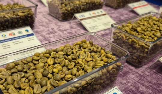 Giá cà phê hôm nay 11-12: Tăng nhưng nông dân ít mở rộng diện tích