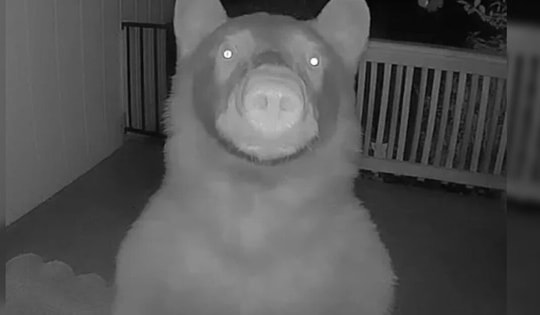 Nửa đêm thức giấc, người đàn ông bỗng phát hiện thứ "đáng sợ" ngoài cửa