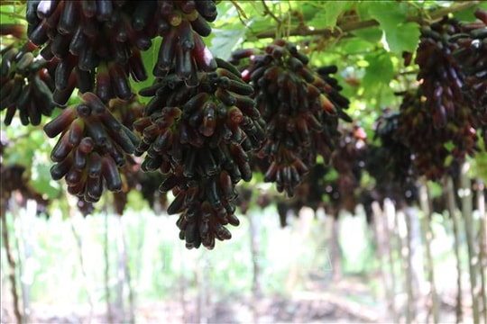 Phát triển giống nho, táo mới thích ứng khí hậu khô nóng tại Khánh Hòa