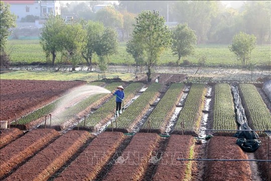 Phục hồi sản xuất kinh doanh, đẩy mạnh tiêu dùng, phục vụ nhu cầu Tết