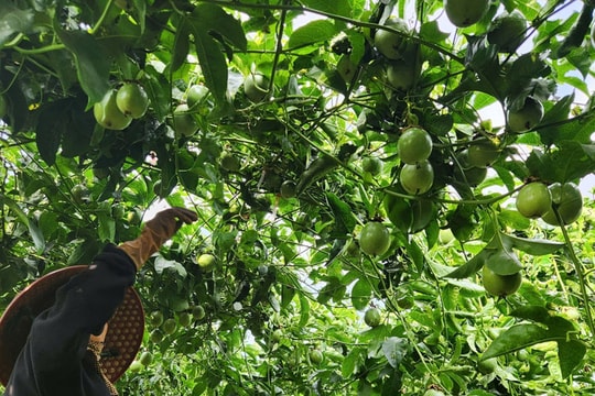 Xuất khẩu chanh leo tăng trưởng ‘thần tốc’ trong 10 năm