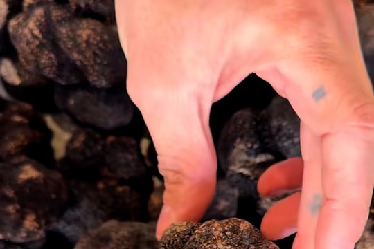 Vì sao nấm Truffle đắt đỏ?