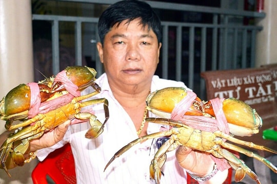 Cà Mau xây dựng vùng nuôi cua biển 50.000 ha phục vụ xuất khẩu