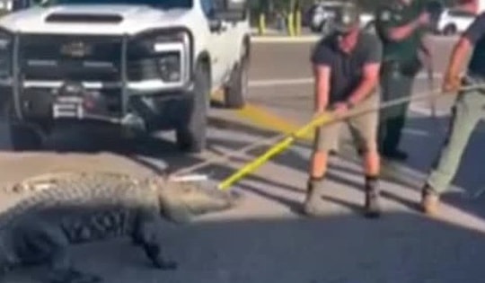 Cá sấu khổng lồ đi lạc khiến nhiều người hoảng hốt