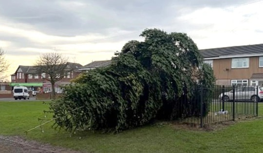 Cây thông Noel bị chặt vô cớ khiến dân làng phẫn nộ