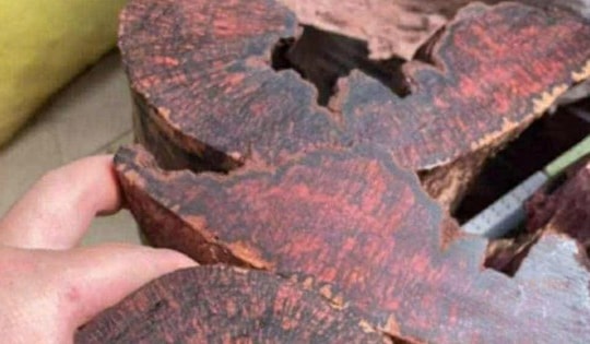 Ai đang đứng sau cuộc săn lùng loài gỗ "vô danh" có giá đến 3 triệu đồng/kg ở Quảng Trị?