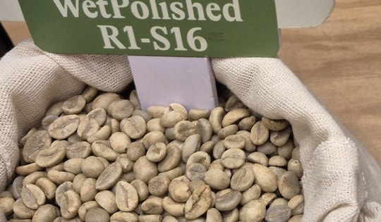 Giá cà phê hôm nay 12-12: Tin vui lớn của ngành cà phê