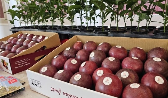 Chanh leo Việt Nam trước cơ hội vào thị trường 4,8 tỉ USD