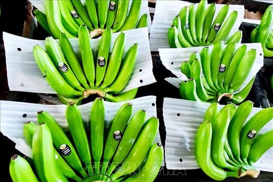 Chuối Việt Nam với mục tiêu xuất khẩu tỷ đô