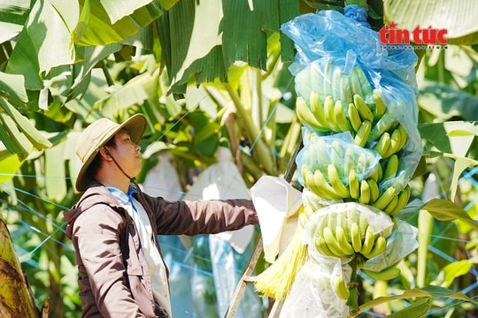 Giải pháp nào cho ngành chuối Việt Nam trước dịch bệnh nguy hiểm?