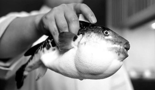 Người đàn ông 32 tuổi nguy kịch vì ăn miếng cá "vạn người mê"