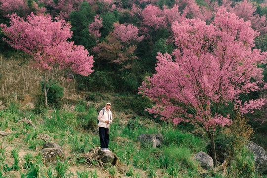 Thời điểm săn hoa tớ dày Mù Cang Chải 2026