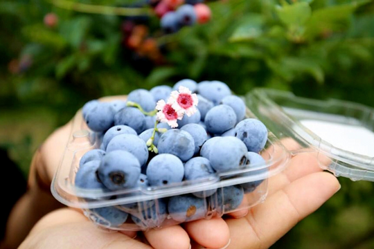 6 loại trái cây quen thuộc giúp thận khỏe mạnh