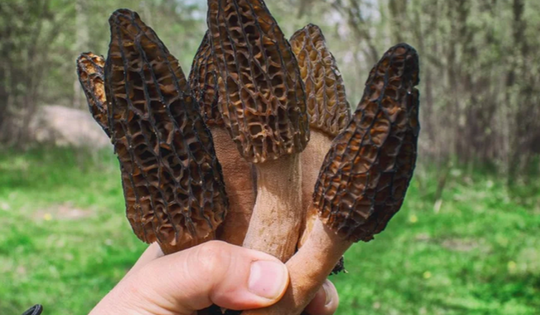 Loại nấm mọc hoang ở Việt Nam, ra nước ngoài bán tới 13 triệu đồng/kg