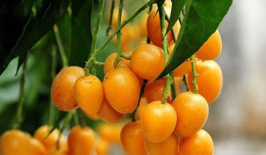 Loại quả nhỏ bé với hương vị chua ngọt đặc trưng, bất ngờ là vị thuốc quý tốt cho sức khỏe