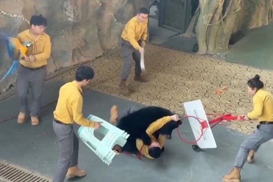 Gấu đen bất ngờ nổi điên, húc ngã người huấn luyện khiến du khách thót tim