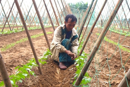 Trắng tay sau lũ, nông dân vực dậy trông vào vụ Tết