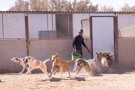 Morocco gây tranh cãi vì diệt hàng nghìn chó hoang trước thềm CAN 2025