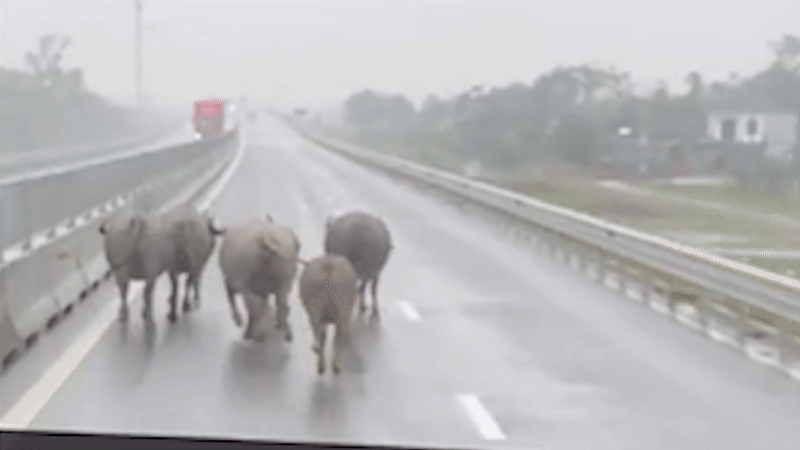 Đàn trâu chạy trên cao tốc Hàm Nghi - Vũng Áng