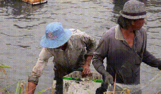 VIDEO: Nông dân miền Tây quậy bùn bắt tôm càng xanh