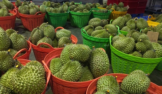 Sầu riêng trái vụ tiếp tục rớt giá, nông dân lo lắng