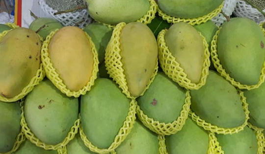 Giá nông thủy sản miền Tây: Nhà vườn không còn xoài cát Hòa Lộc để bán