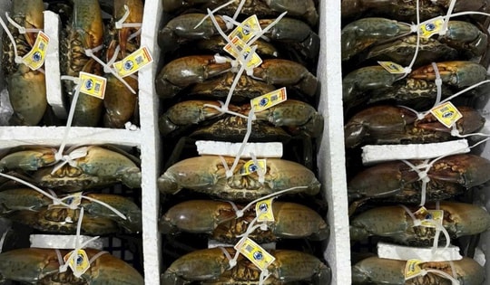 Những xã nào ở Cà Mau được quy hoạch nuôi cua xuất khẩu sang Trung Quốc?