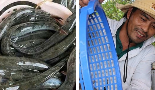 Giá nông thủy sản miền Tây: Thương lái tranh nhau mua cá kèo, tôm đất Cà Mau