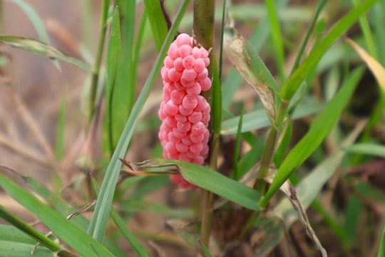 Nông dân thu lợi kép từ việc bắt loại ốc phá hoại mùa màng