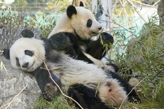 Nhật Bản trả lại cặp gấu trúc duy nhất cho Trung Quốc