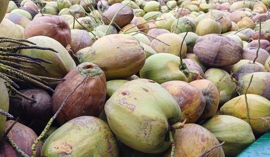 Giá dừa khô rớt thảm