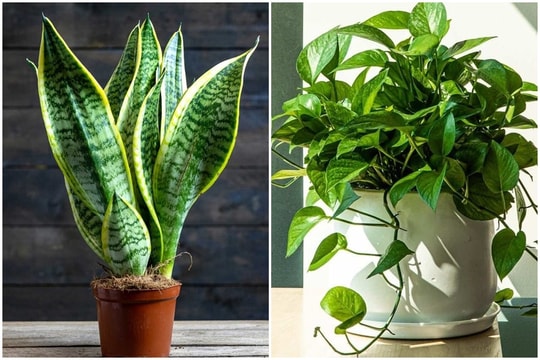 Những loại cây cảnh hút bụi mịn nên trồng trong nhà