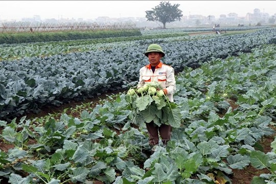 Thắng lợi 'kép' từ cây vụ Đông