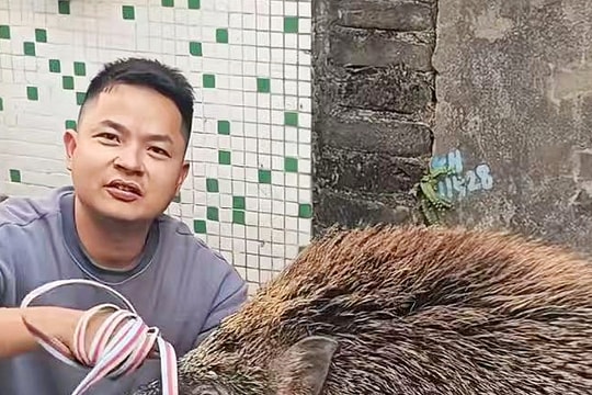 Lợn rừng lạc vào nhà thành 'cỗ máy kiếm tiền'