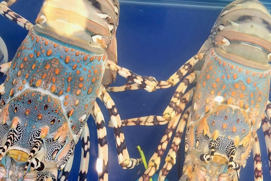 Tôm hùm bông khan hàng, giá leo thang