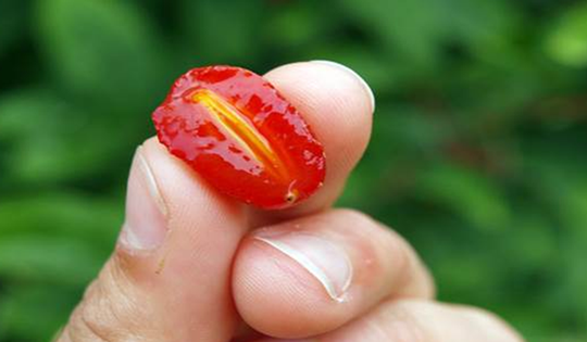 Loại cây quen thuộc ở Việt Nam, giá rẻ như cho nhưng ra nước ngoài có giá tới 3,5 triệu đồng/cây