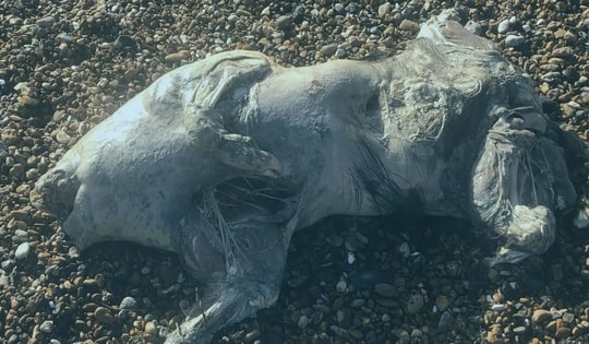 Phát hiện xác sinh vật lạ trên bãi biển, da óng ánh như ngọc trai gây sốc