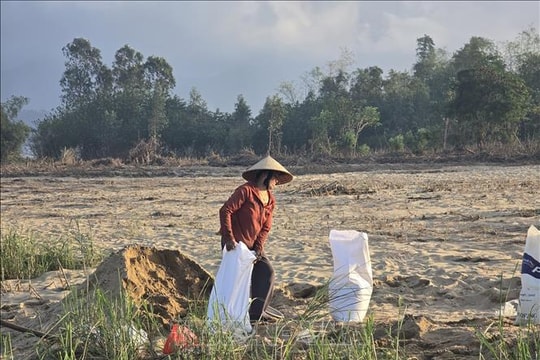 Đà Nẵng: Cát phủ ruộng đồng, nông dân 'chờ' giữa mùa vụ